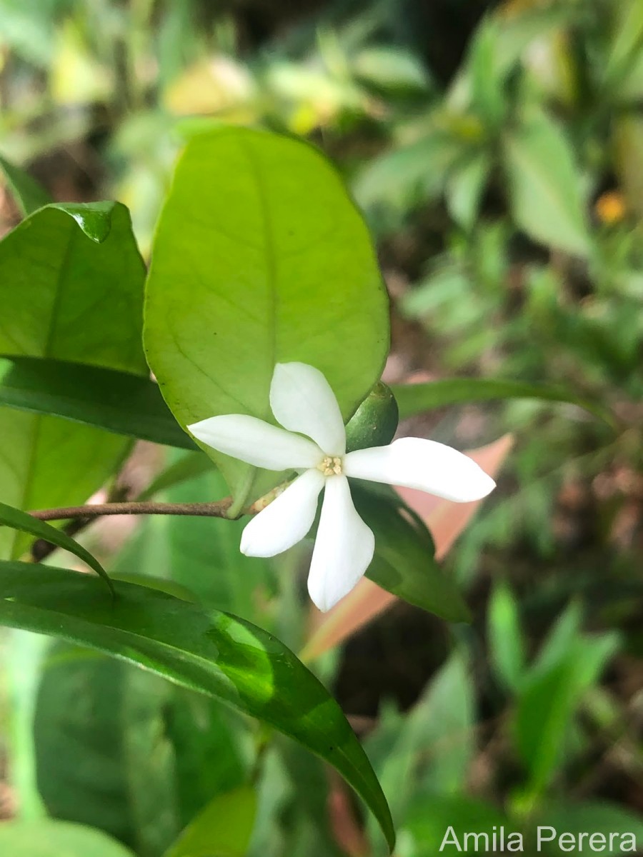 Coffea travancorensis Wight & Arn.